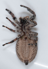 Phidippus comatus