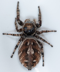 Phidippus comatus