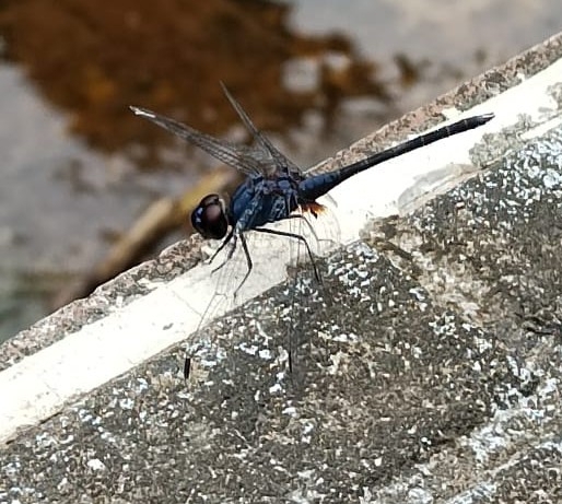 Black Stream Glider