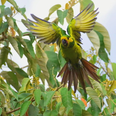 Ognorhynchus icterotis