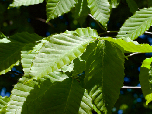 Japanese Blue Beech (Fagus japonica)