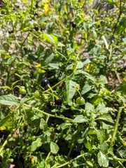 Solanum nodiflorum nutans
