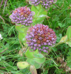 Hylotelephium anacampseros