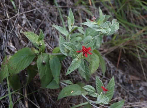 Image of Erythrocephalum longifolium by (c) Tony Rebelo, some rights reserved (CC BY-SA)