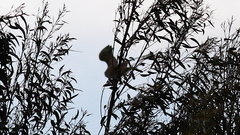 Tyto novaehollandiae