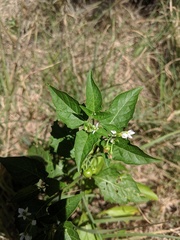 Solanum nodiflorum nutans