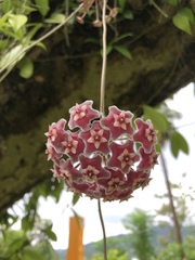 Hoya pubicalyx