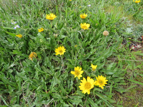 Image of Wyethia angustifolia by (c) Garth Harwood, some rights reserved (CC BY)