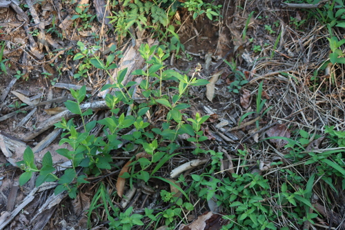 Image of Ocimum filamentosum by (c) Tony Rebelo, some rights reserved (CC BY-SA)