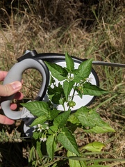 Solanum nodiflorum nutans
