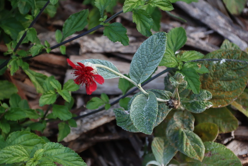 Image of Erythrocephalum longifolium by (c) Tony Rebelo, some rights reserved (CC BY-SA)