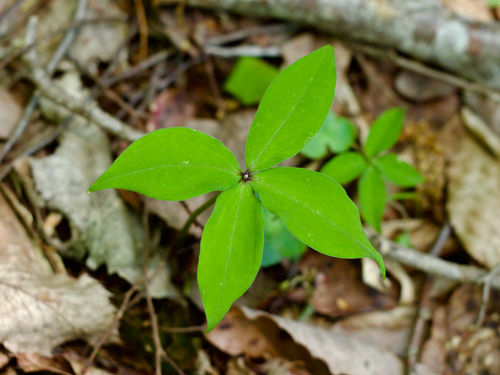 Four-leaf paris (Paris tetraphylla)