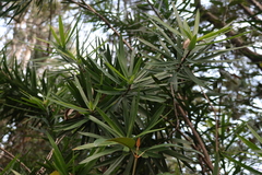 Dracaena usambarensis, photograph (c) Tony Rebelo, some rights reserved (CC BY-SA)