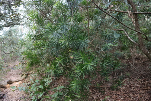 Dracaena usambarensis, photograph 5