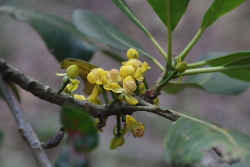 Lesser mahobohobo (Uapaca sansibarica)