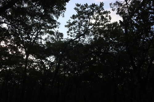 Image of Uapaca sansibarica by (c) Tony Rebelo, some rights reserved (CC BY-SA)