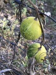 Cucurbita foetidissima