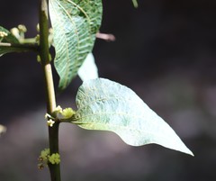 Acacia urophylla