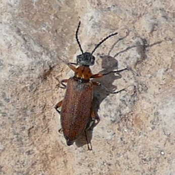 Eleticini
