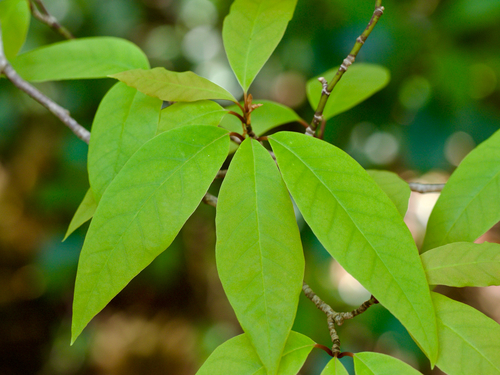 Anise Magnolia (Magnolia salicifolia)