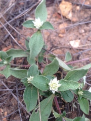 Gomphrena nitida