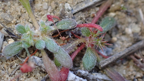 Orcutt's spineflower (Chorizanthe orcuttiana)