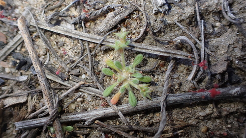 Image of Chorizanthe orcuttiana by no rights reserved