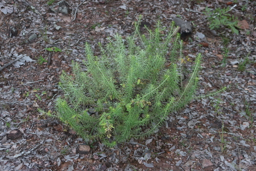 Image of Helichrysum kraussii by (c) Tony Rebelo, some rights reserved (CC BY-SA)