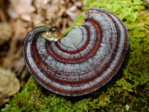 Daedaleopsis nipponica