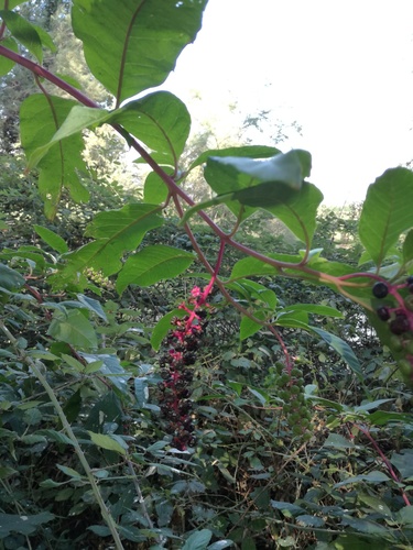 American pokeweed