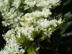 Anisotome pilifera