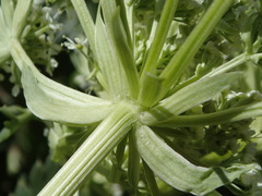 Anisotome pilifera