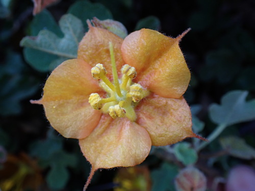 Image of Fremontodendron decumbens by (c) Cricket Raspet, some rights reserved (CC BY)