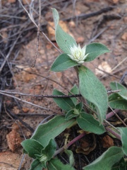 Gomphrena nitida