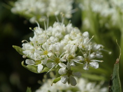 Anisotome pilifera