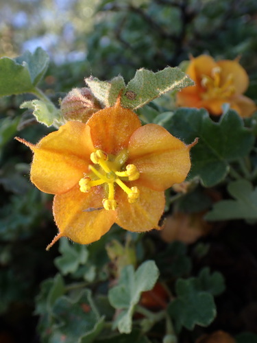 pine hill flannelbush (Fremontodendron decumbens)