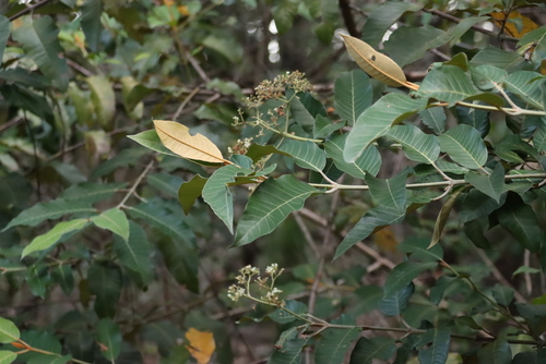 Image of Harungana madagascariensis by (c) Tony Rebelo, some rights reserved (CC BY-SA)