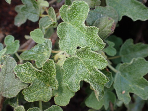 Image of Fremontodendron decumbens by (c) Cricket Raspet, some rights reserved (CC BY)