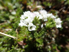 Veronica hookeri