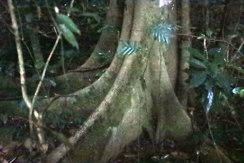 Newtonia buchananii, photograph 4
