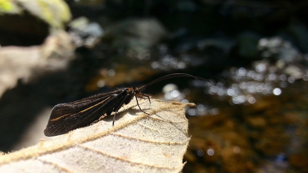 Nerophilus