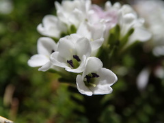 Veronica hookeri