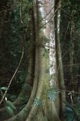 Newtonia buchananii, photograph 5