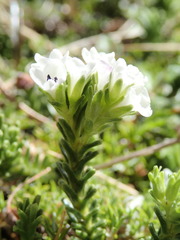 Veronica hookeri