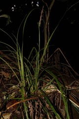 Carex uncinata