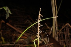 Carex uncinata