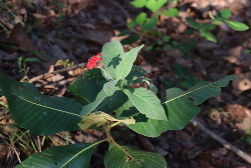Image of Erythrocephalum longifolium by (c) Tony Rebelo, some rights reserved (CC BY-SA)