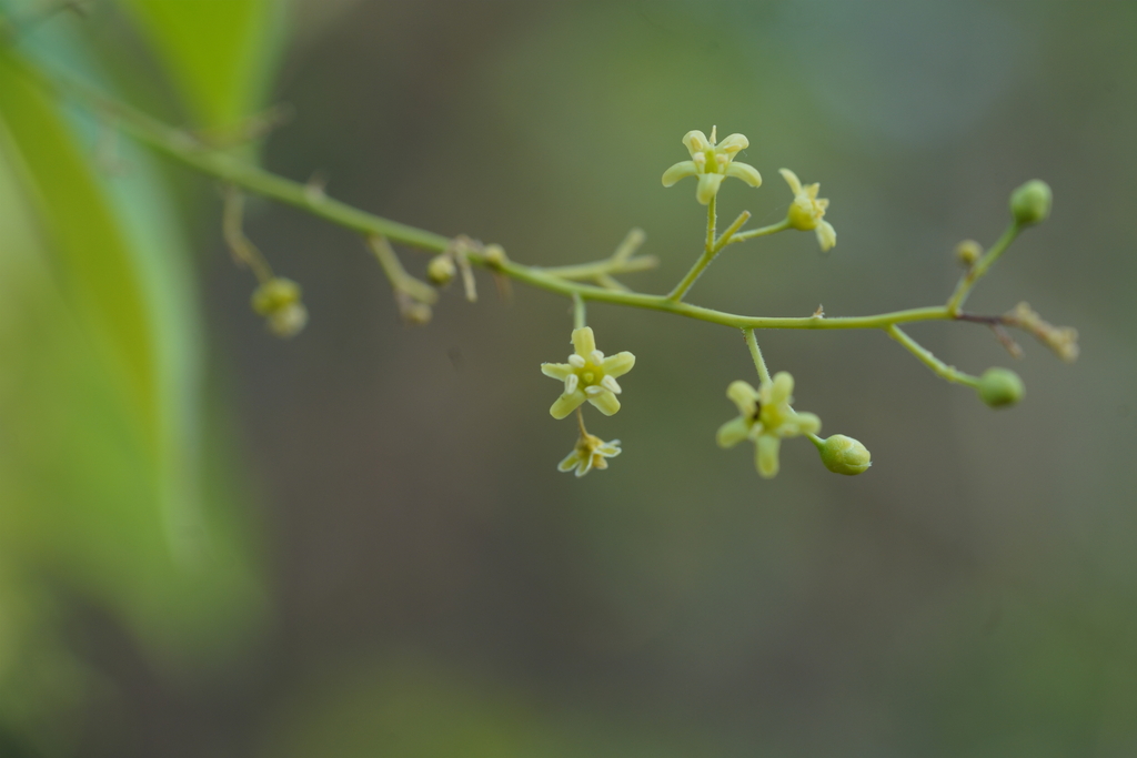 Celastrus paniculatus; photograph (c) swanand kesari, some rights reserved (CC BY)