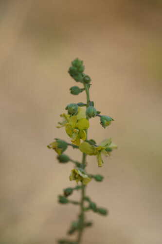 Verbascum coromandelianum, photograph 3