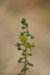 Verbascum coromandelianum, photograph swanand kesari, CC BY, iNaturalist via GBIF